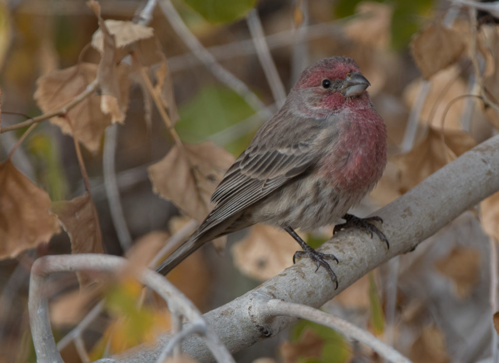 finch-house-20161028-14