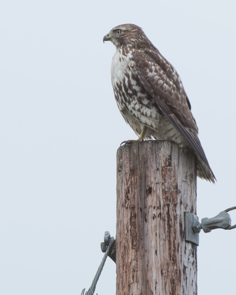 hawk-red-tailed-20161109-03