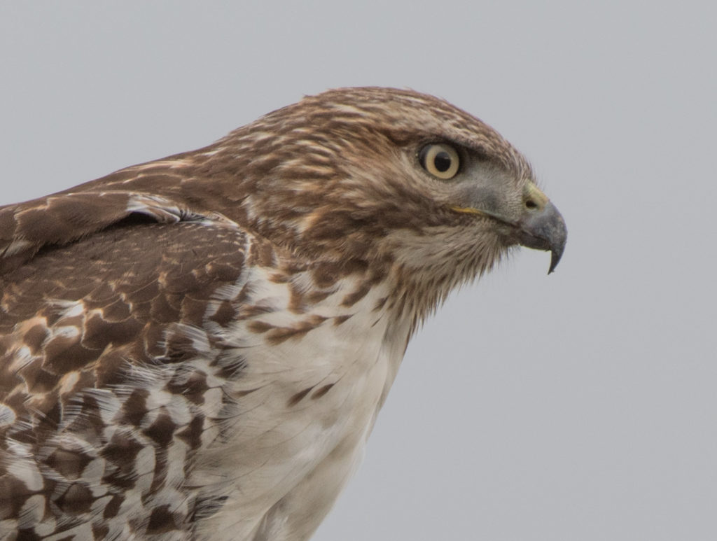 hawk-red-tailed-20161227-11