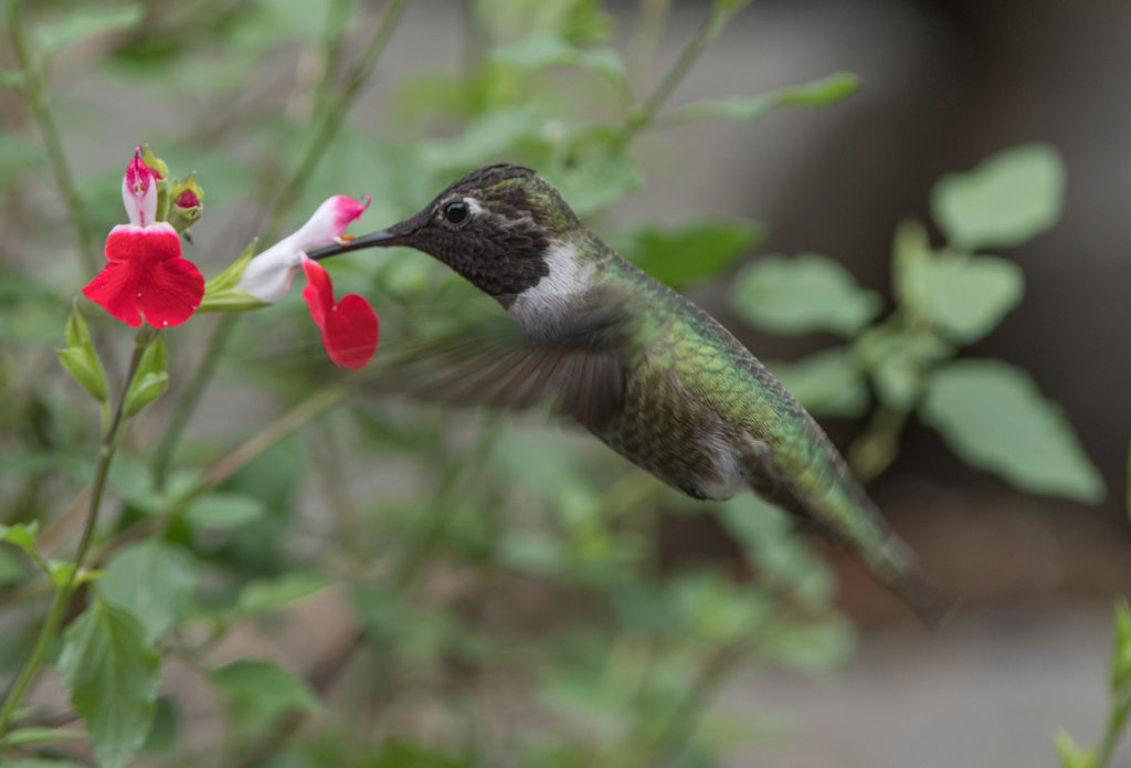 hummingbird-annas-20161125-01