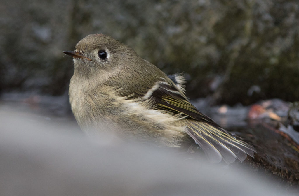 kinglet-ruby-crowned-20161120-04