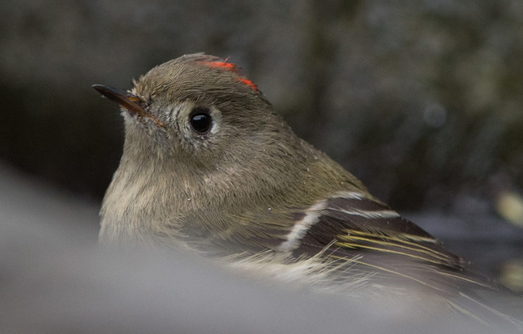 kinglet-ruby-crowned-20161120-07