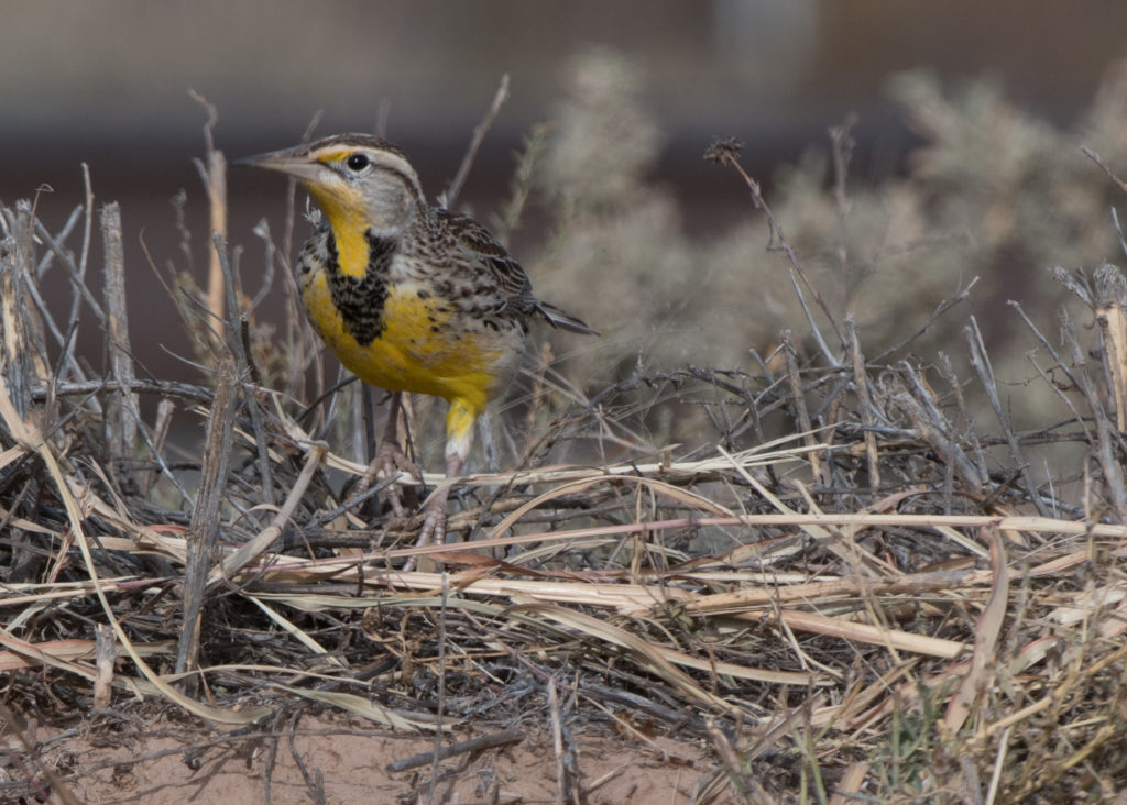 meadowlark-20161028-04