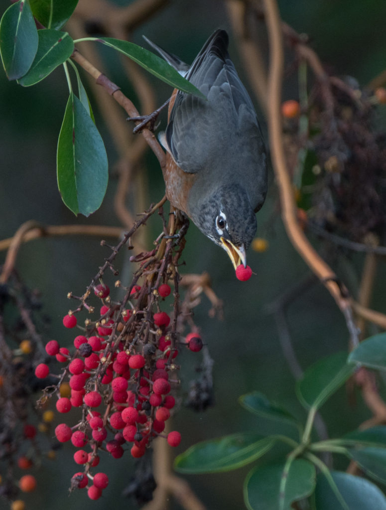 robin-american-20161117-01