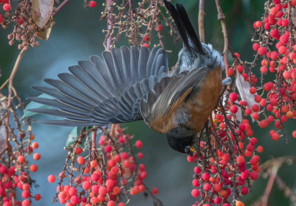 robin-american-20161117-03