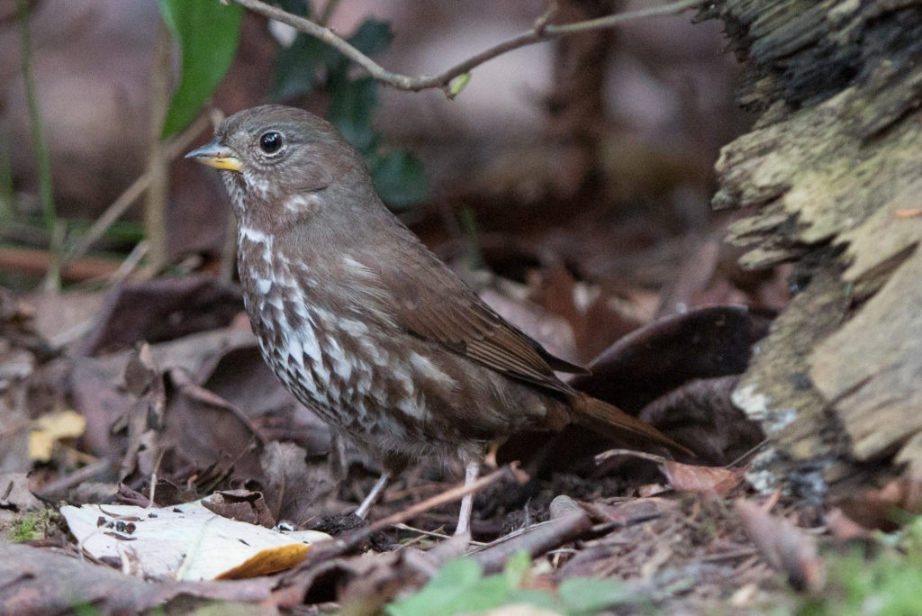 sparrow-fox-20161120-01