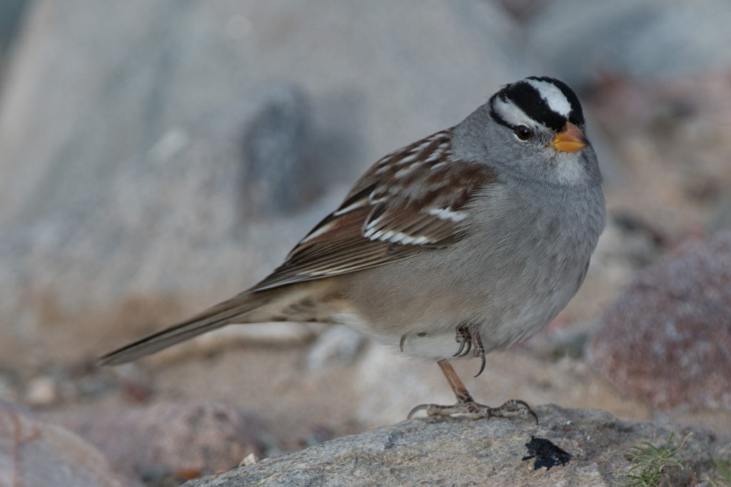 sparrow-white-crowned-20161028-02