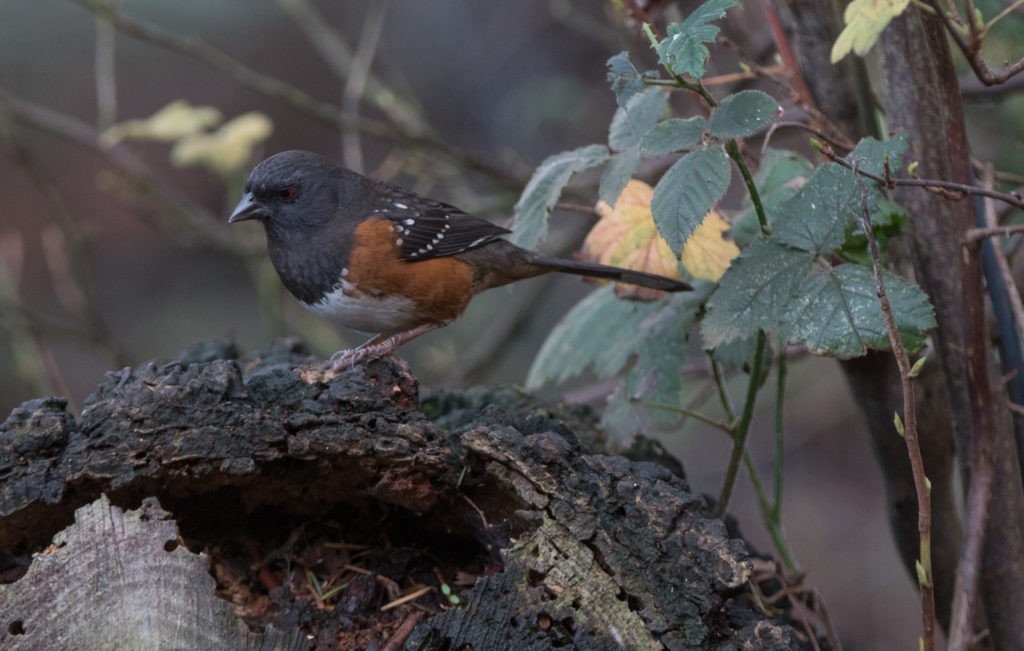 towhee-spotted-20161125-02
