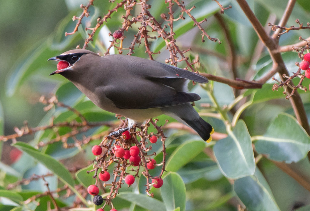 waxwing-cedar-20161117-02