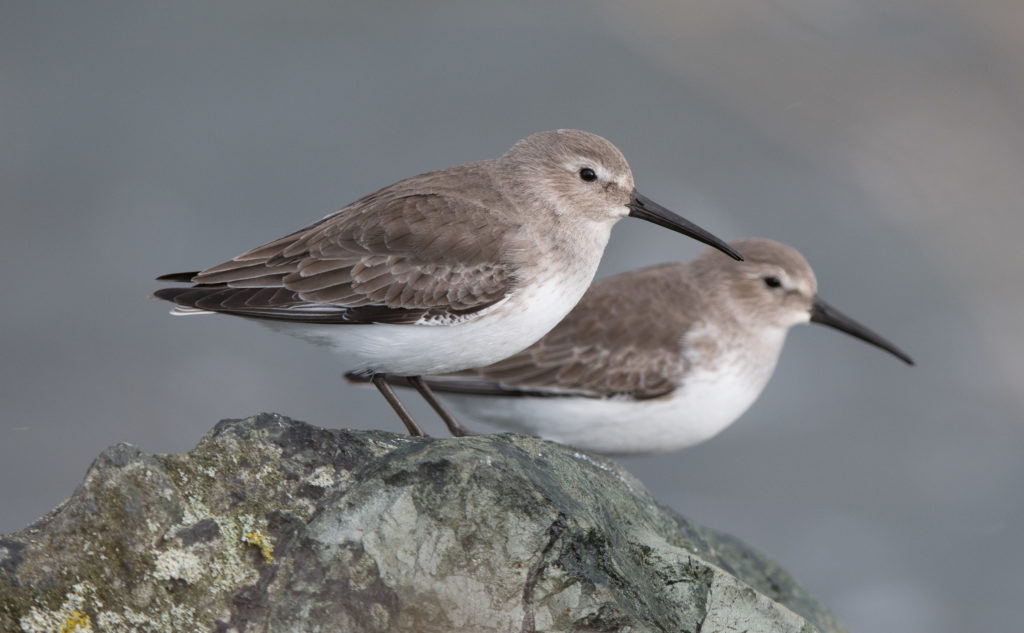 dunlin-20161205-07