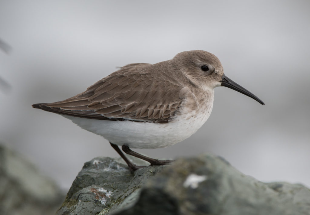 dunlin-20161205-11