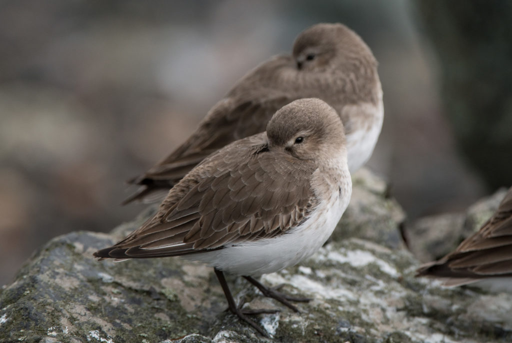 dunlin-20161205-12