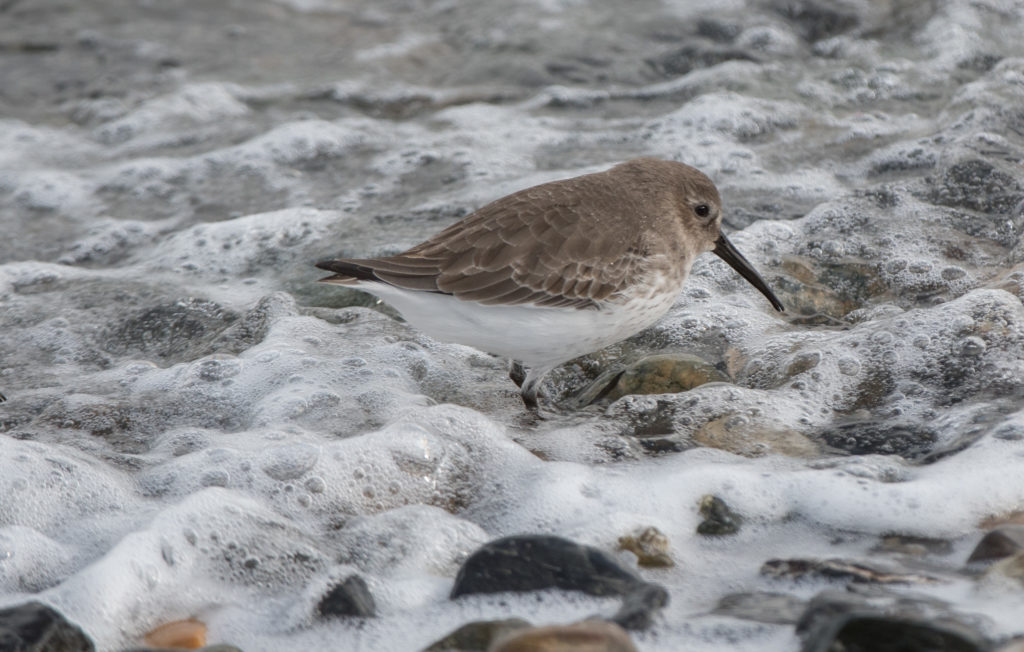 dunlin-20161205-21