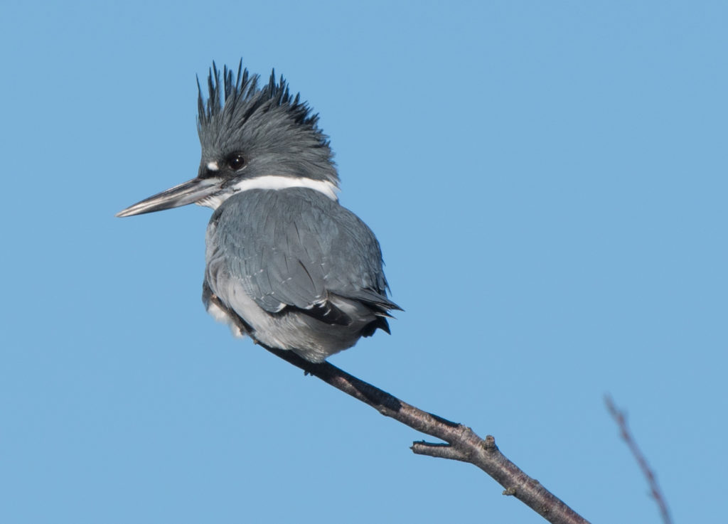 kingfisher-belted-20161206-03