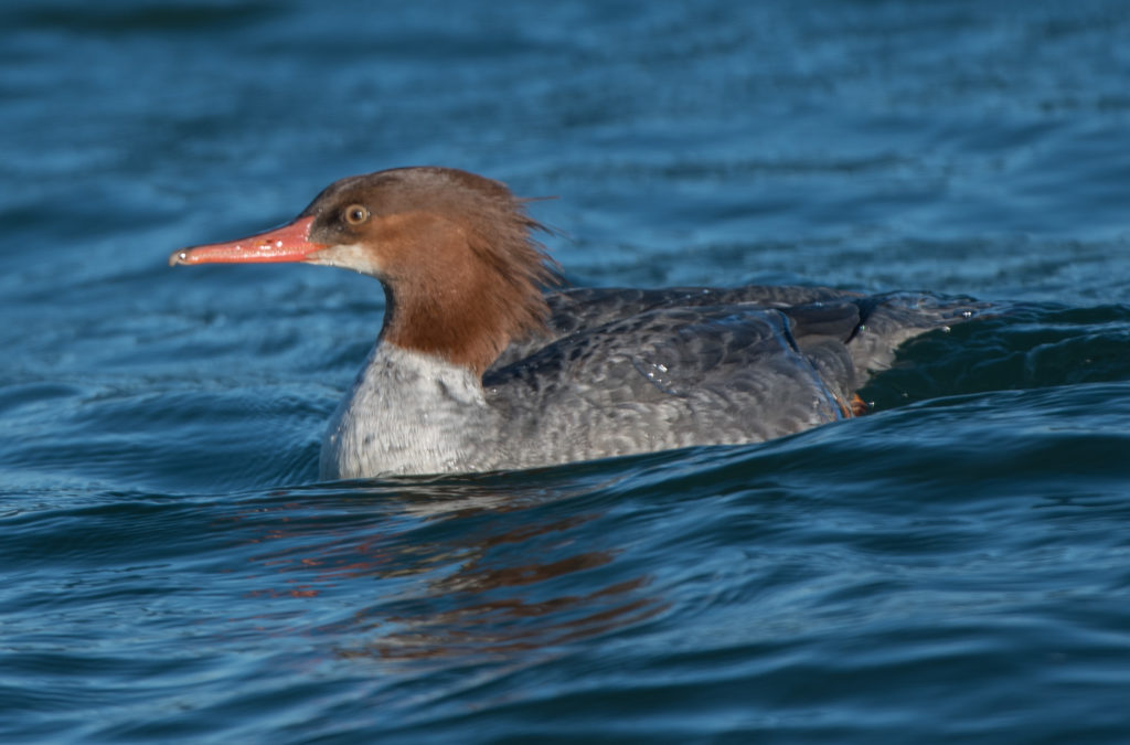 merganser-red-breasted-20161206-03