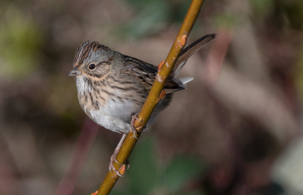 sparrow-lincoln-20161206-05