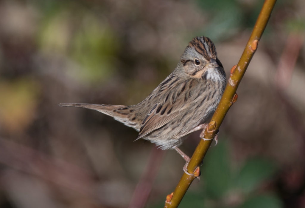 sparrow-lincoln-20161206-06