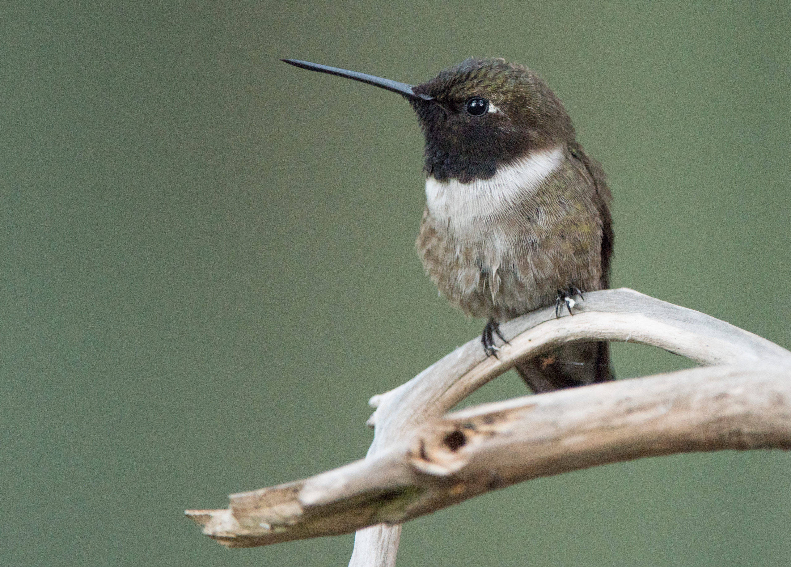 A Texas Hummingbird Story Wings Over Skagit