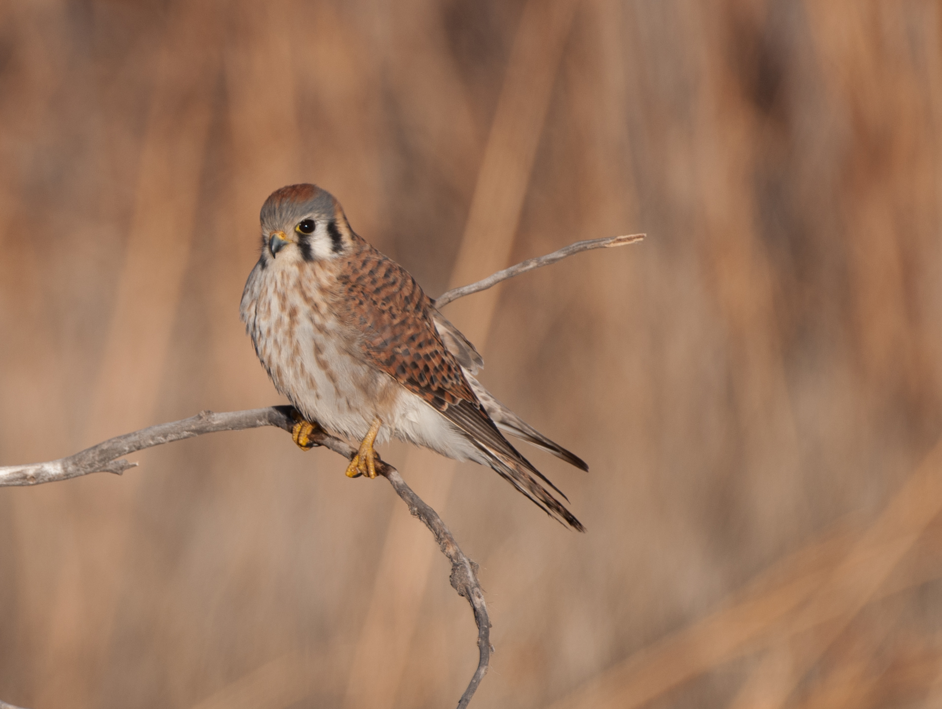 American Kestrels at the Bosque del Apache NWR Wings