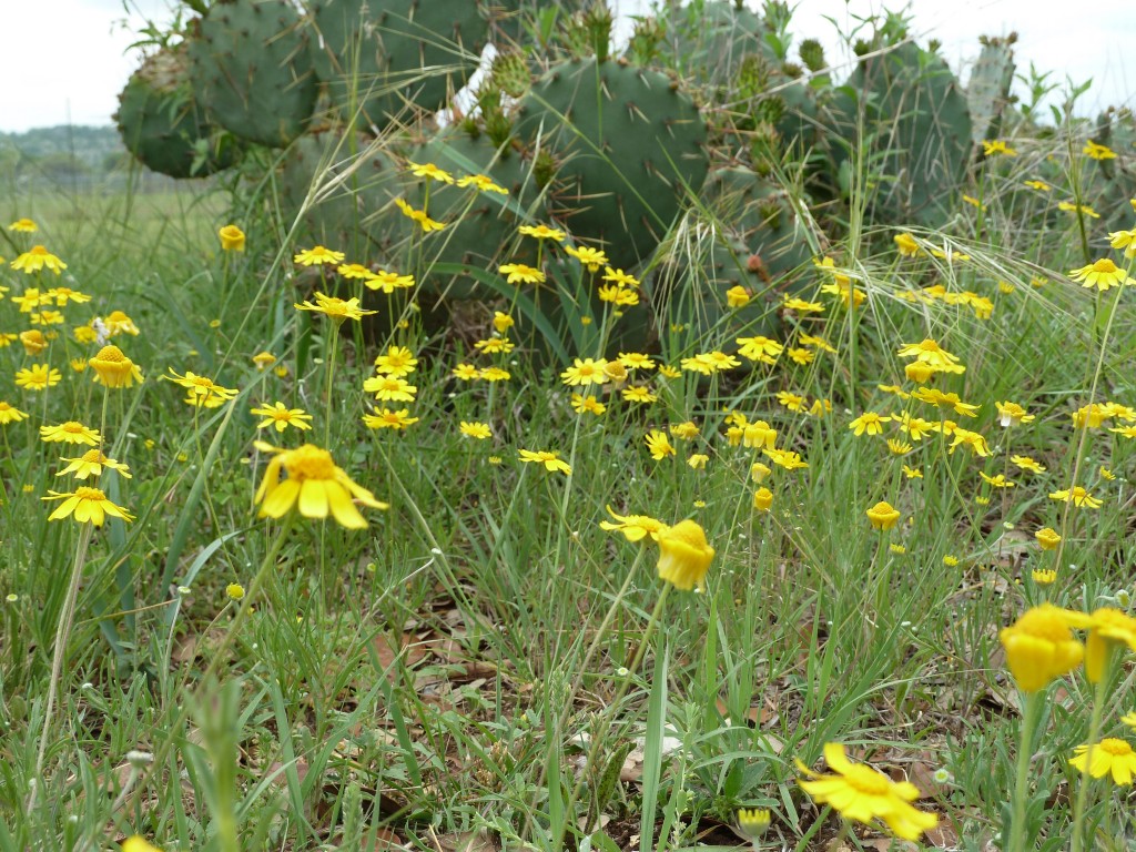Texas wildflowers yellow 2013-04-23 01 | Wings Over Skagit